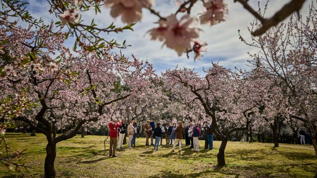 Visitantes acuden a la finca &ldquo;Quinta de los Molinos&rdquo; para ver los almendros en flor