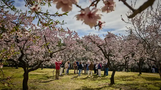 Visitantes acuden a la finca “Quinta de los Molinos” para ver los almendros en flor Visitantes acuden a la finca “Quinta de los Molinos” para ver los almendros en flor