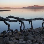 Unas ramas de árbol secas en el embalse de Santillana, en Manzanares El Real, Madrid (España).