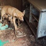 Los animales presentaban una extrema delgadez