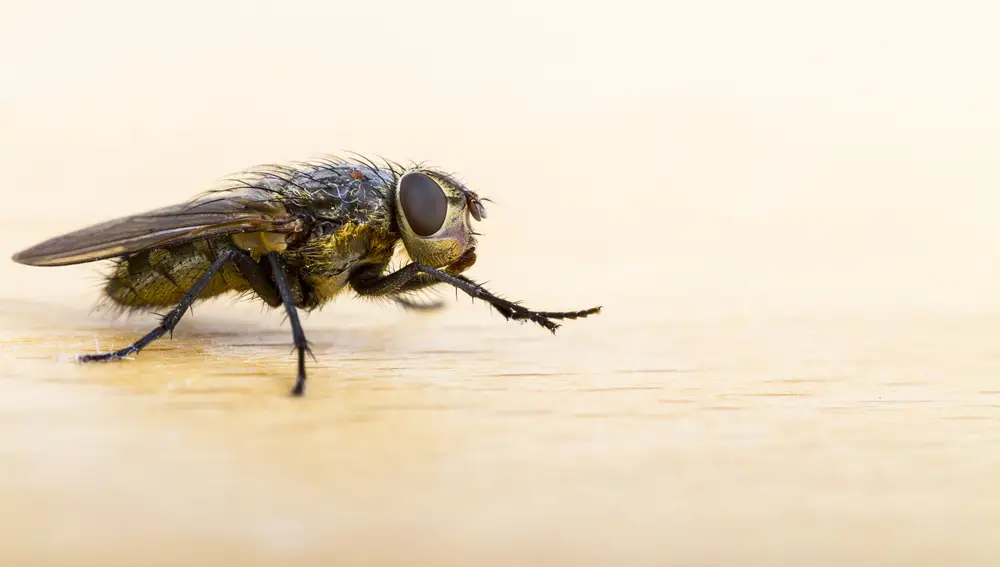 Mosca
