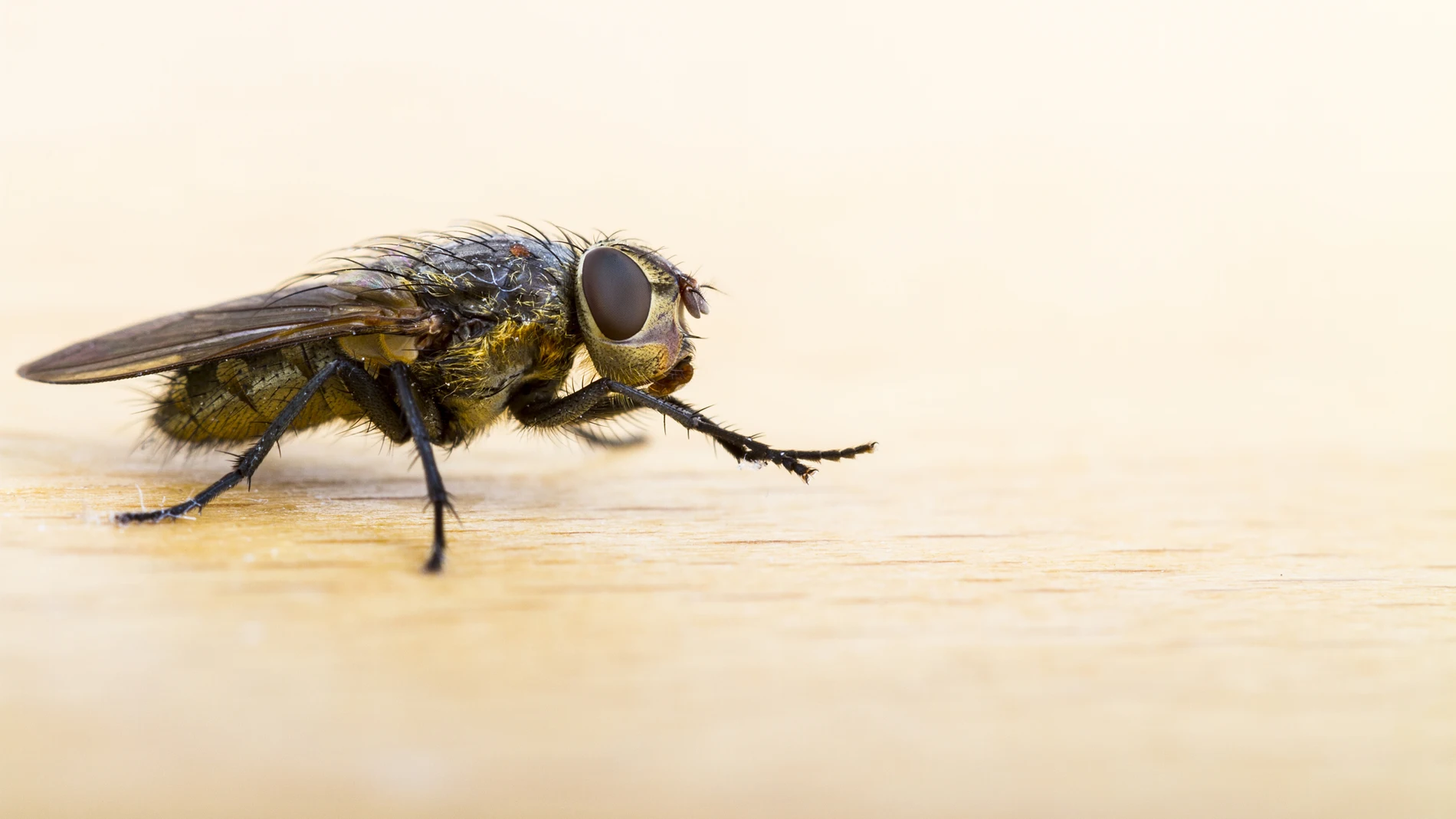 Mosca