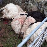 Nuevo ataque de lobos en Burgos