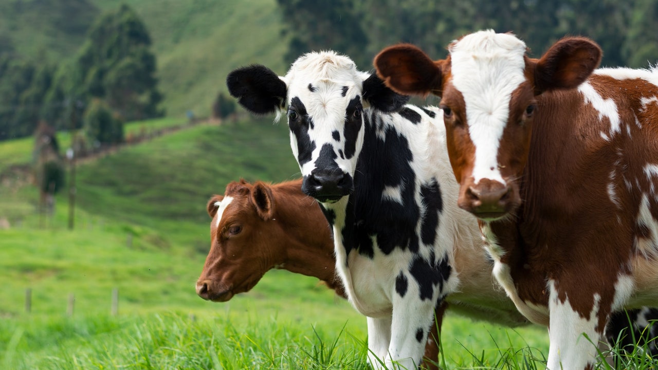 Añadir algas a la dieta de las vacas reduce las emisiones de metano en un 40%