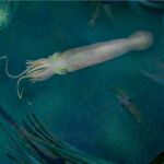Reconstrucción artística del nuevo vampirópodo Syllipsimopodi bideni