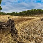 Las pérdida en el campo por la sequía son cuantiosas