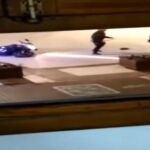 Captura del vídeo que se difundió parcialmente y con que se acusó, y abrió expediente, a los dos agentes