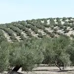 El sector agrícola andaluz ya sufre las consecuencias de la invasión rusa en Ucrania