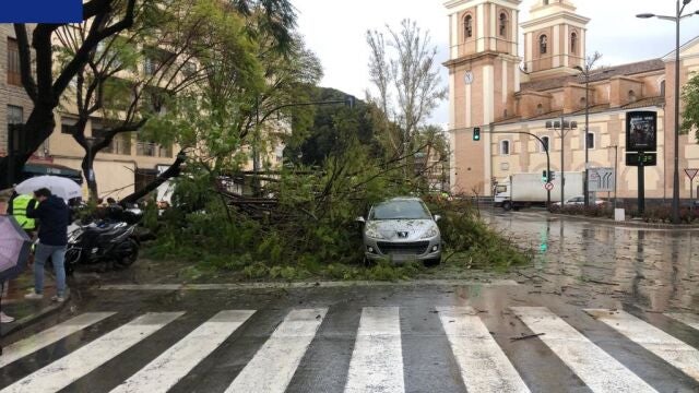 Las lluvias derriban un árbol de grandes dimensiones en el centro de la ciudad de Murcia