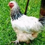 La gallina Cococha