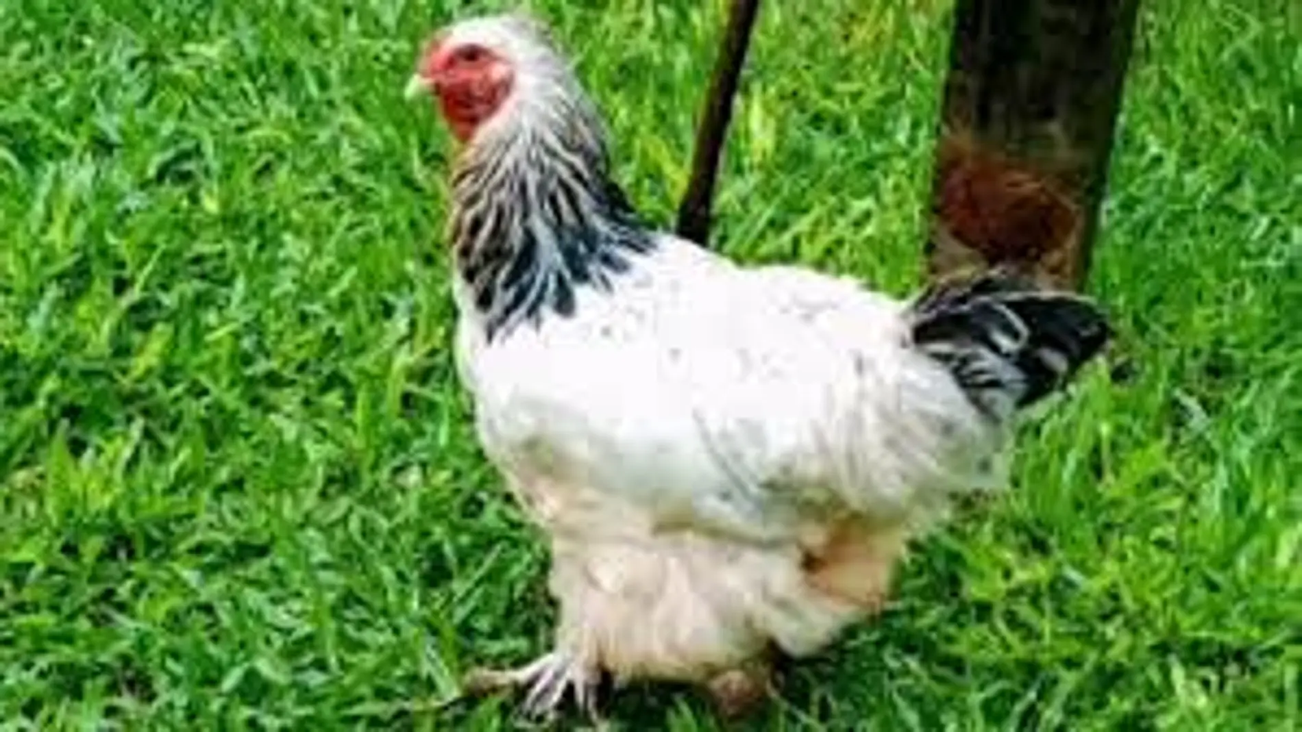 La gallina Cococha
