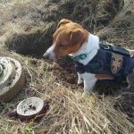 El pequeño "Patron" se ha convertido en uno de los héroes de la guerra en Ucrania