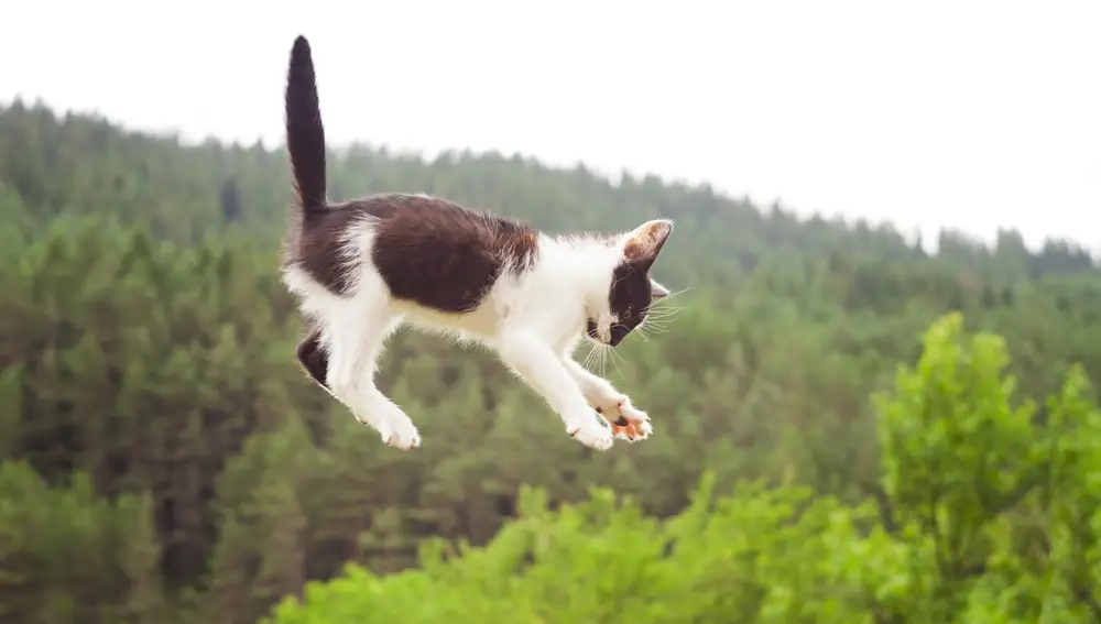 Los gatos tienen varios superpoderes, y uno de ellos es que son capaces de sobrevivir a caídas desde grandes alturas | Fuente: Dreamstime