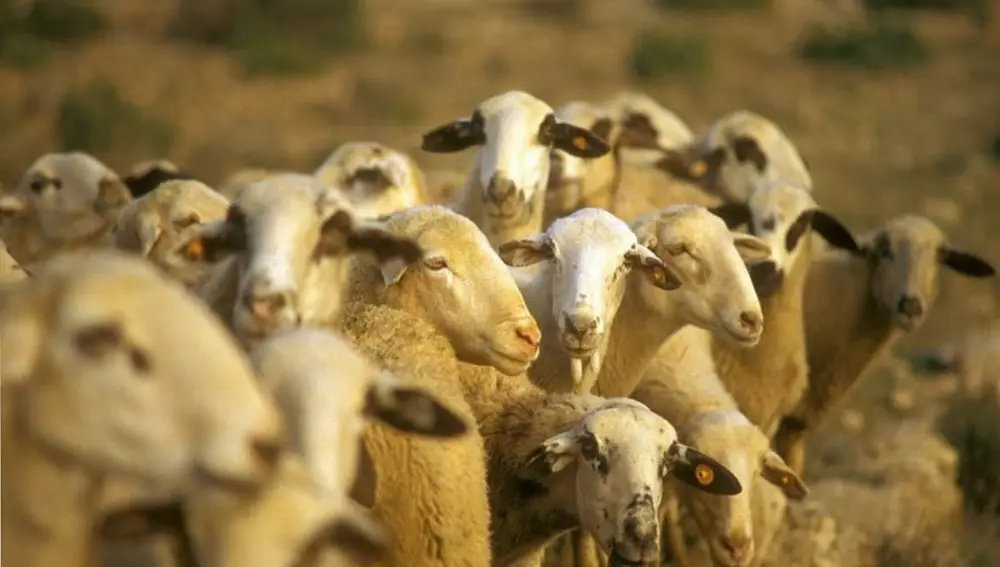 La prueba piloto con las 200 ovejas durará tres meses