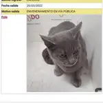 Uno de los ejemplares capturados y posteriormente fallecido. ZOOSANITARIO