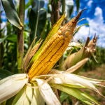 Un cultivo de maíz en Santa Brígida, en Ipameri (Brasil)