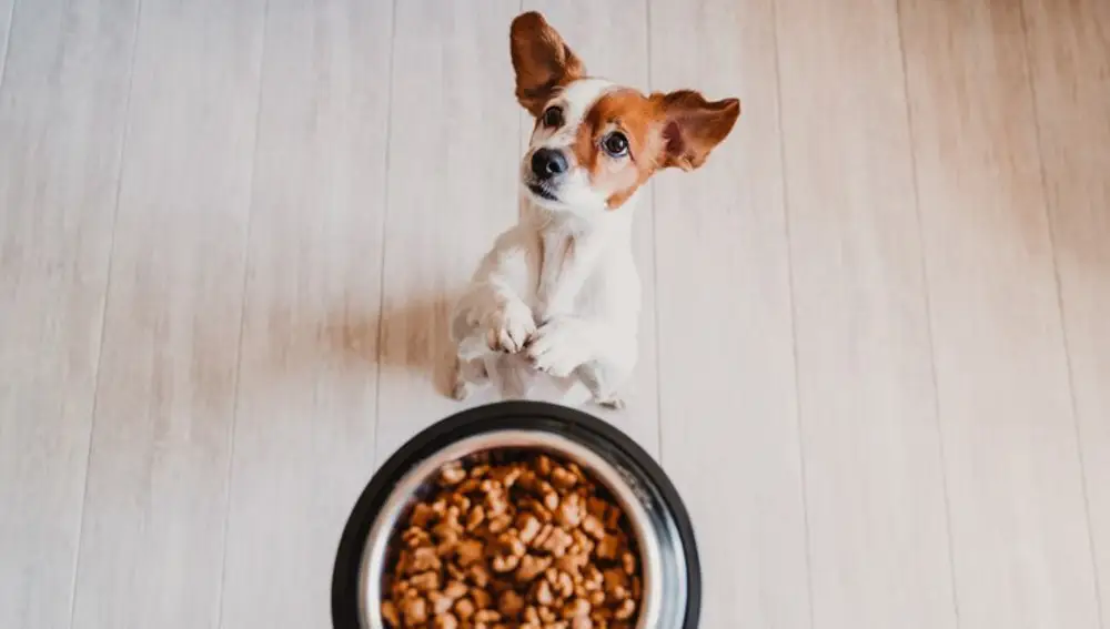 Mejores piensos para perros pequeños