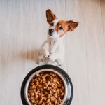 Mejores piensos para perros pequeños