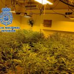 Parte de las plantas decomisadas