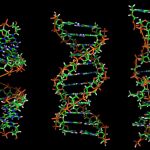 Tres formas en las que se puede presentar una molécula de ADN llamadas, respectivamente: ADN-A, ADN-B y ADN-Z