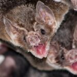 Murciélagos vampiro acicalándose