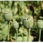 Cultivo de amapolas