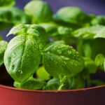 Planta de albahaca