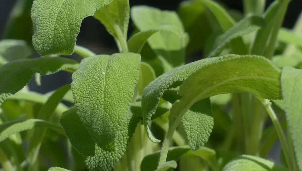 Hojas de salvia