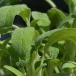 Hojas de salvia