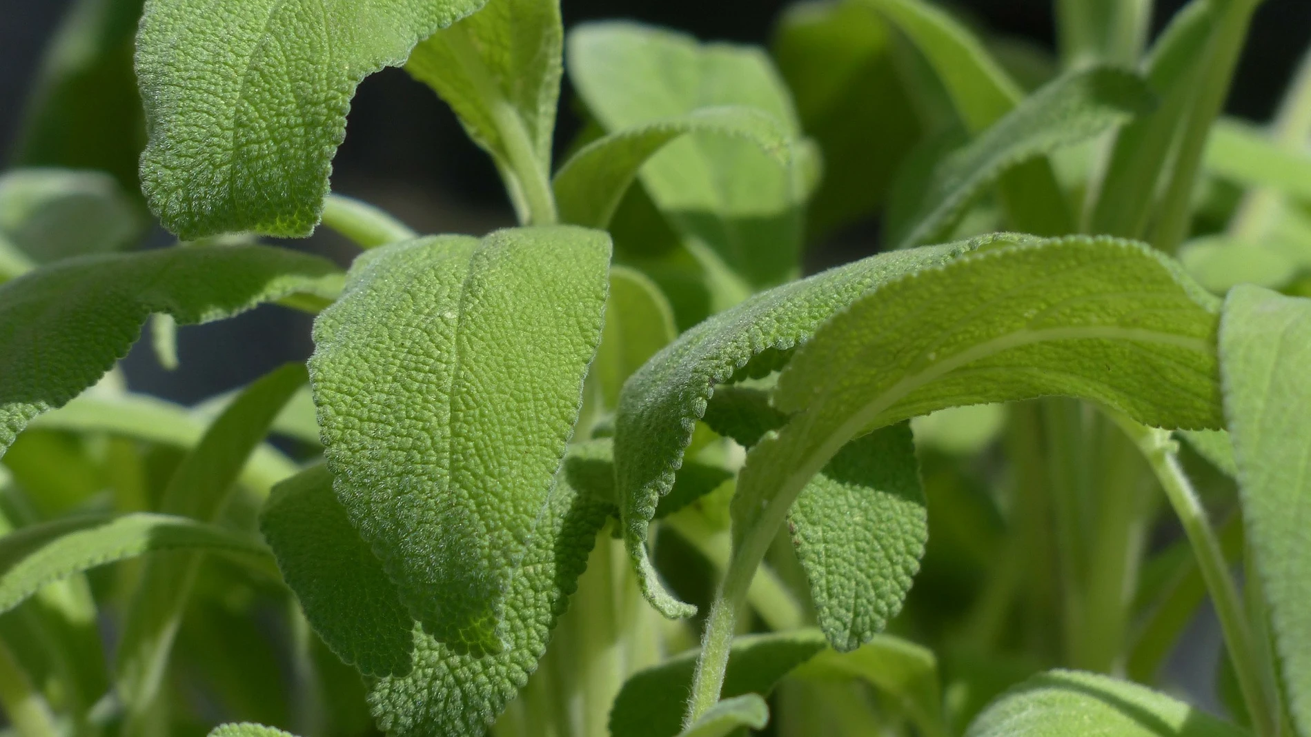 Hojas de salvia