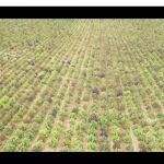 Un aspecto de la plantación