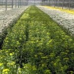La flor cortada ha vivido años muy difíciles por la pandemia y otras circunstancias como la sequía
