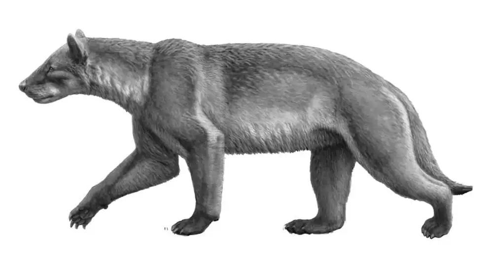 El perro-oso