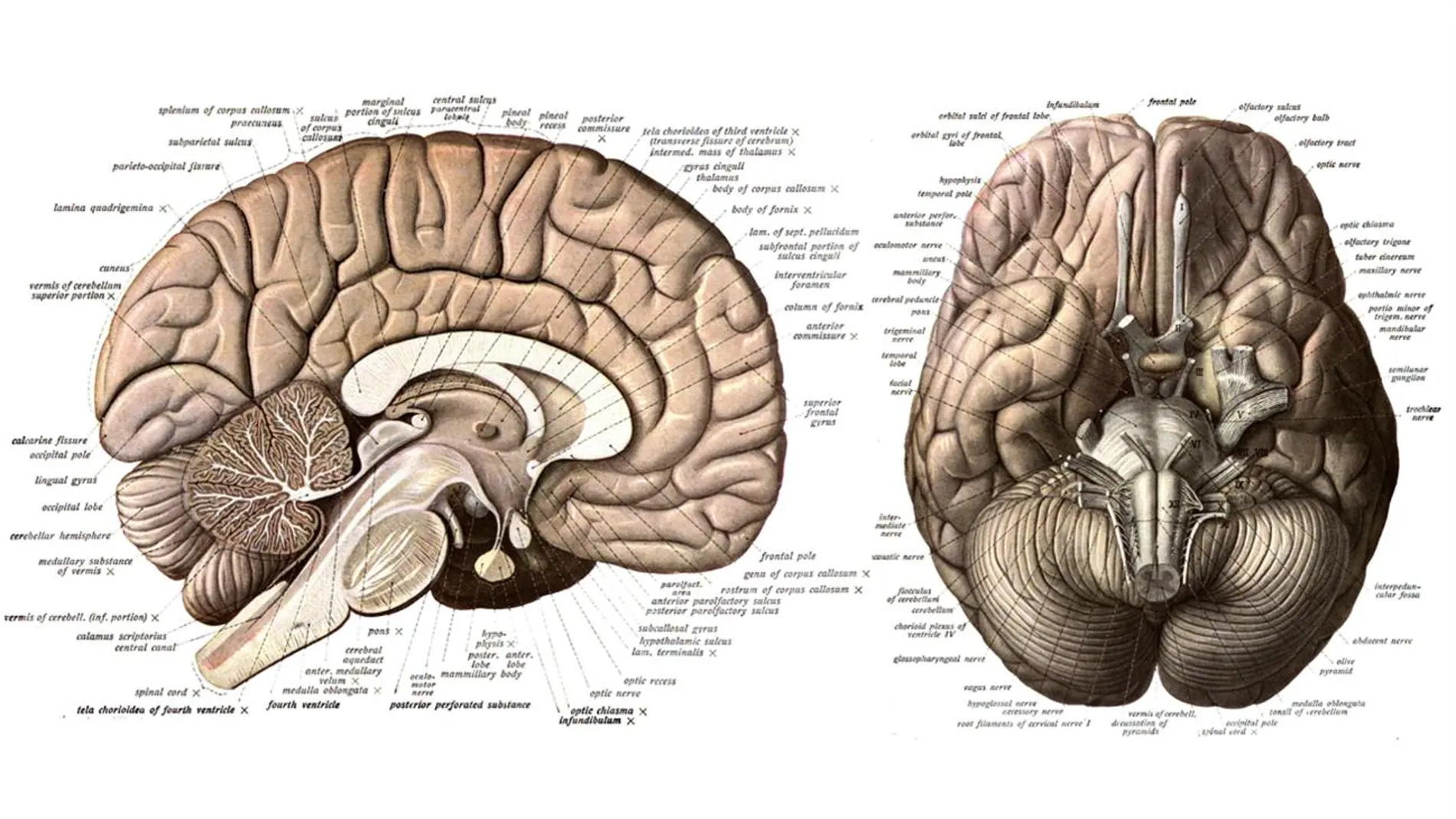 Cerebro humano visto en un corte sagital (izquierda) y desde abajo (derecha) Dibujos de Johannes Sobotta hechos en 1909