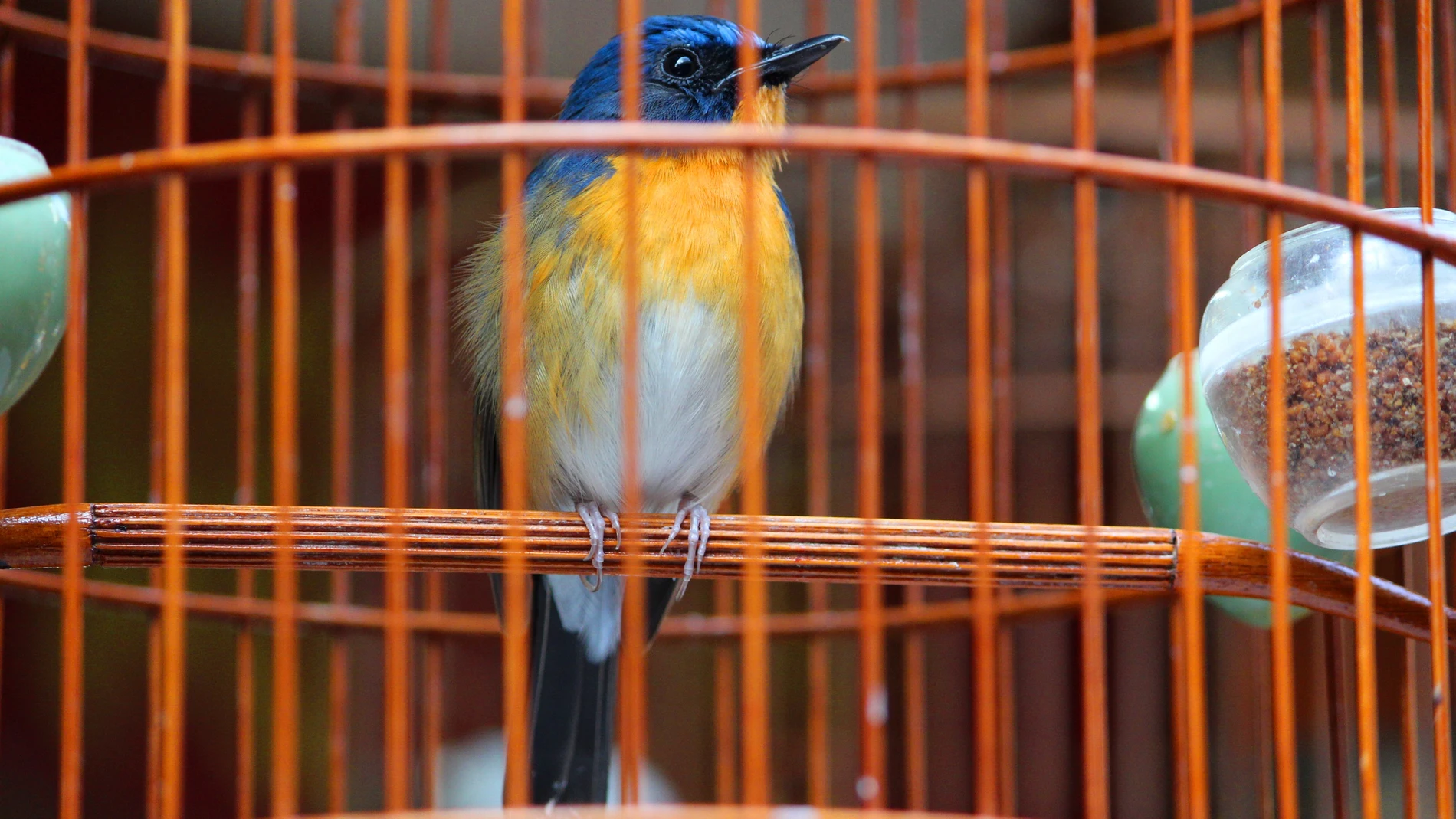 Tener un pájaro supone una responsabilidad diaria