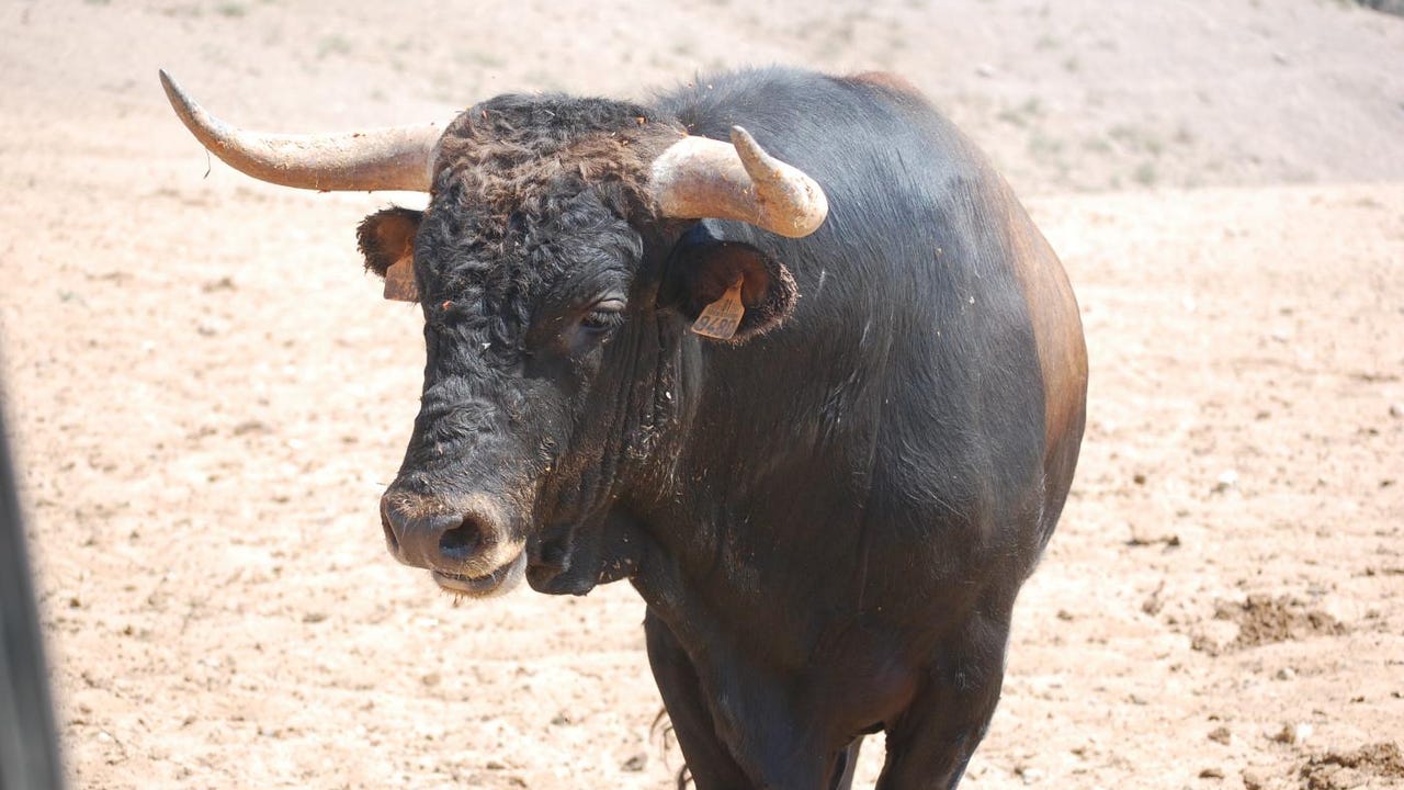 Suerte fatal en un encierro en Aviñón: muere tras ser arrollado por un caballo, un toro y luego un coche