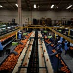 La industria agroalimentaria es uno de los motores de Andalucía. EFE/Rafa Alcaide