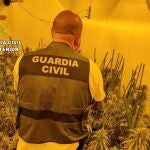 Un agente en el invernadero descubierto