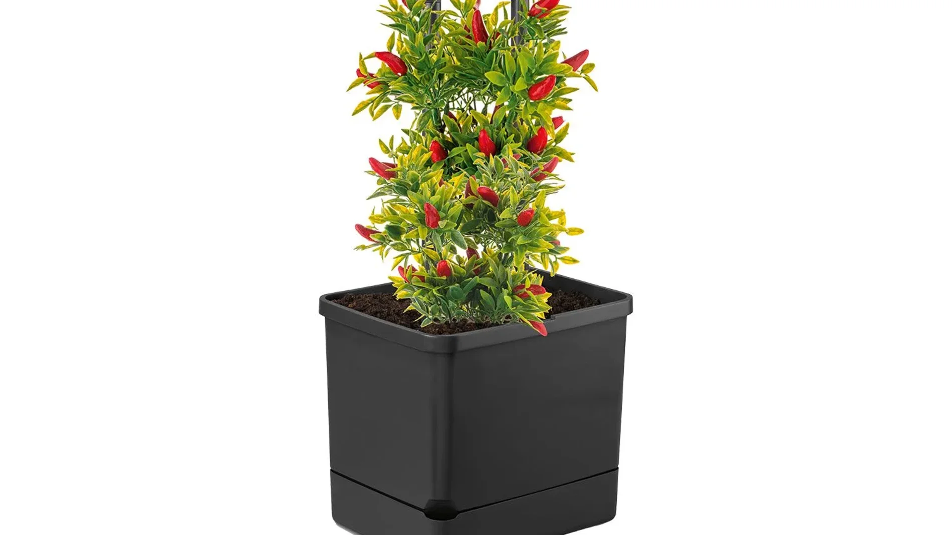 El truco para cuidar las plantas del jardín o el huerto