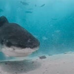 El tiburón tigre se acerca a la cámara con intenciones poco amistosas.