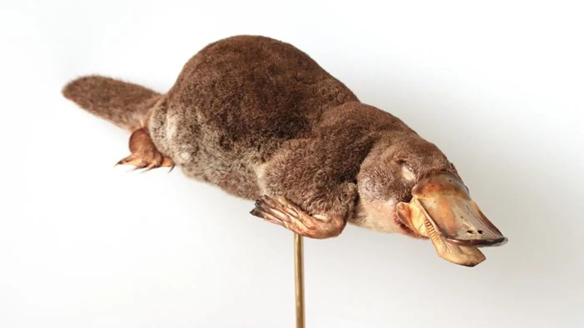 Espécimen de ornitorrinco en el Museo de Zoología de la Universidad de Cambridge