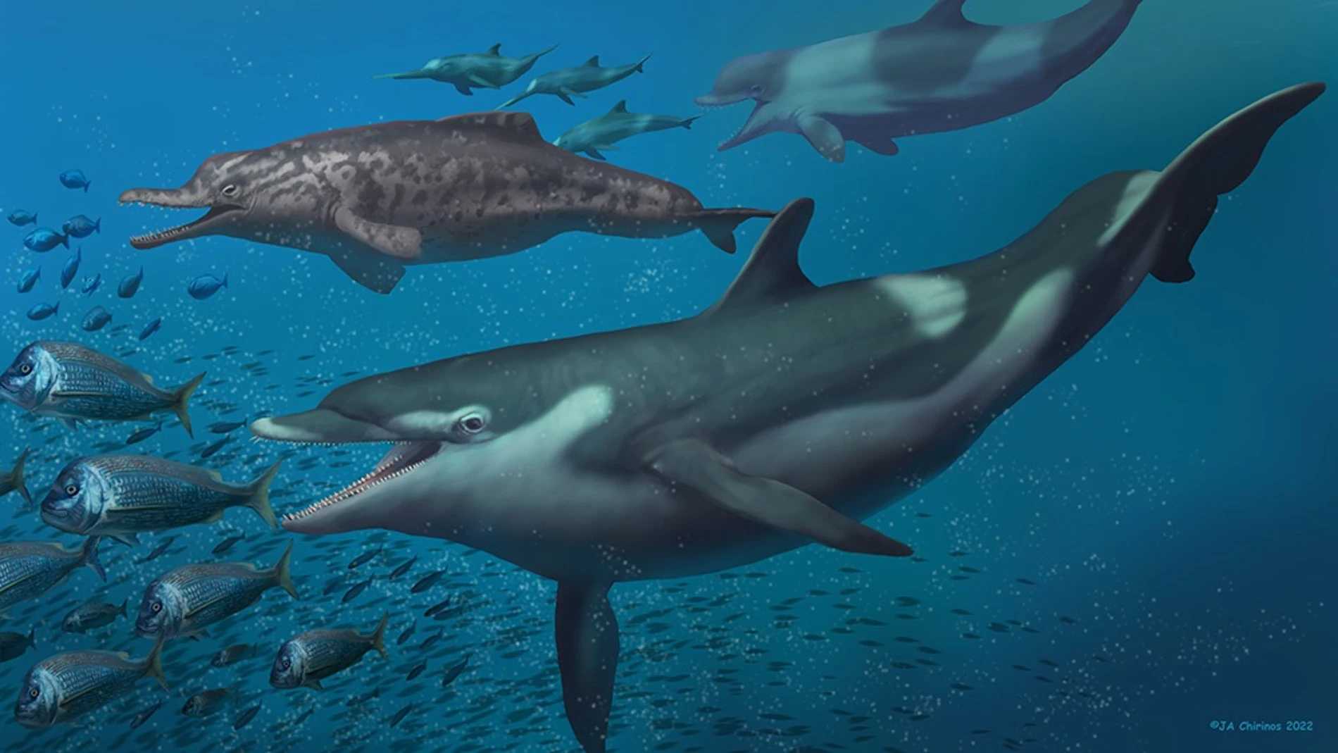 Esta extinta especie de delfín se lo pasó en grande nadando en un océano suizo repleto de vida marina