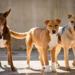 Algunos de los perros que participarán en el desfile