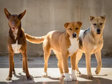 Perros abandonados Perros abandonados