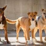 Perros abandonados