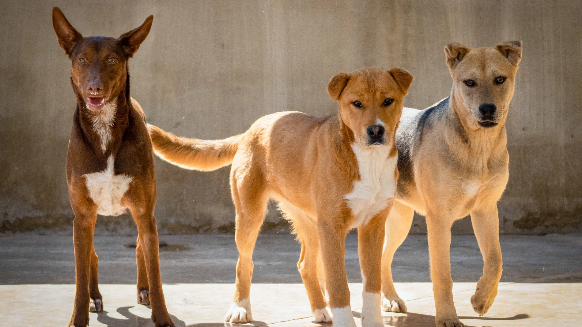 Perros abandonados