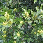 Laurel.