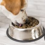 Perro comiendo