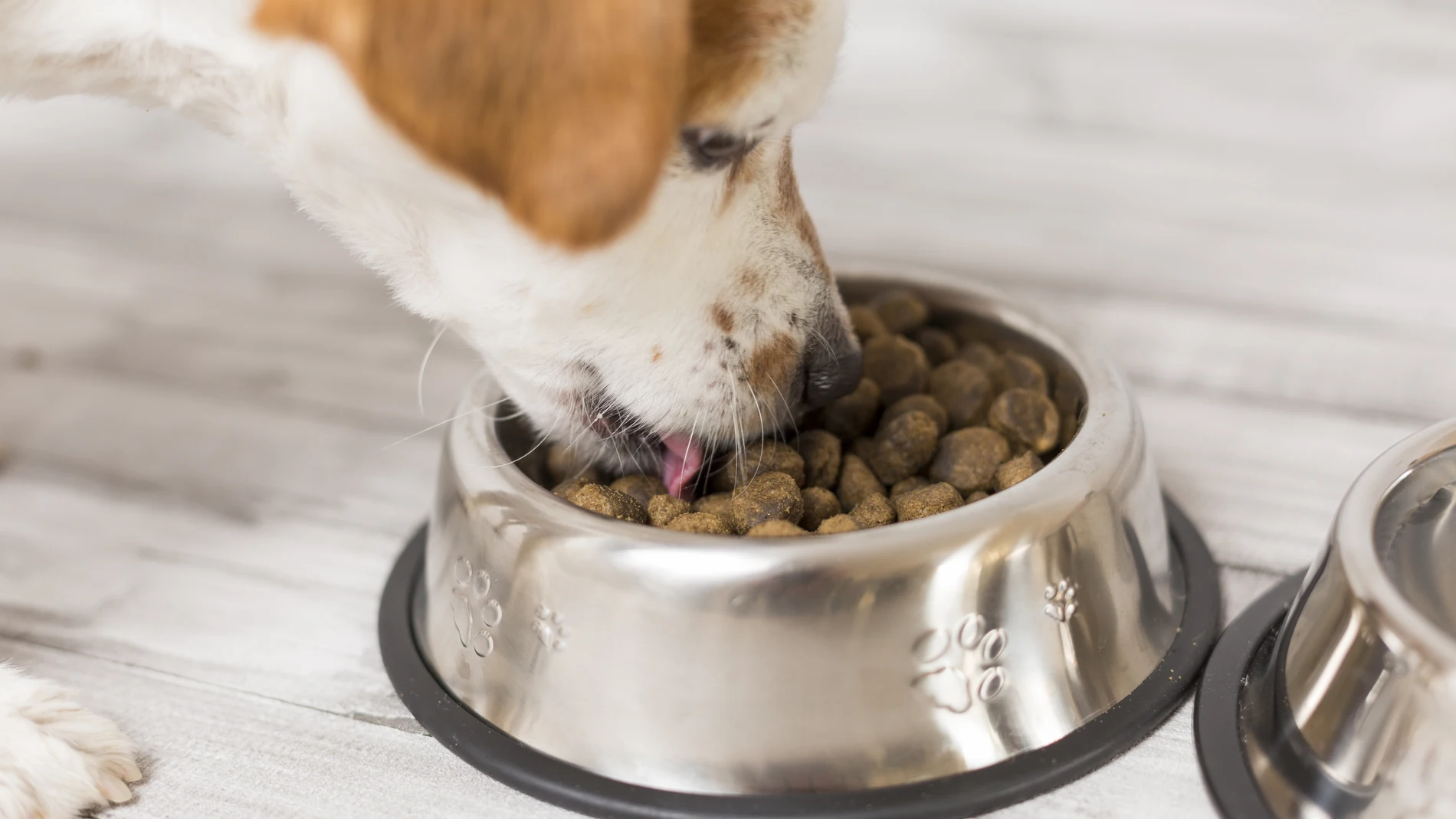 Perro comiendo