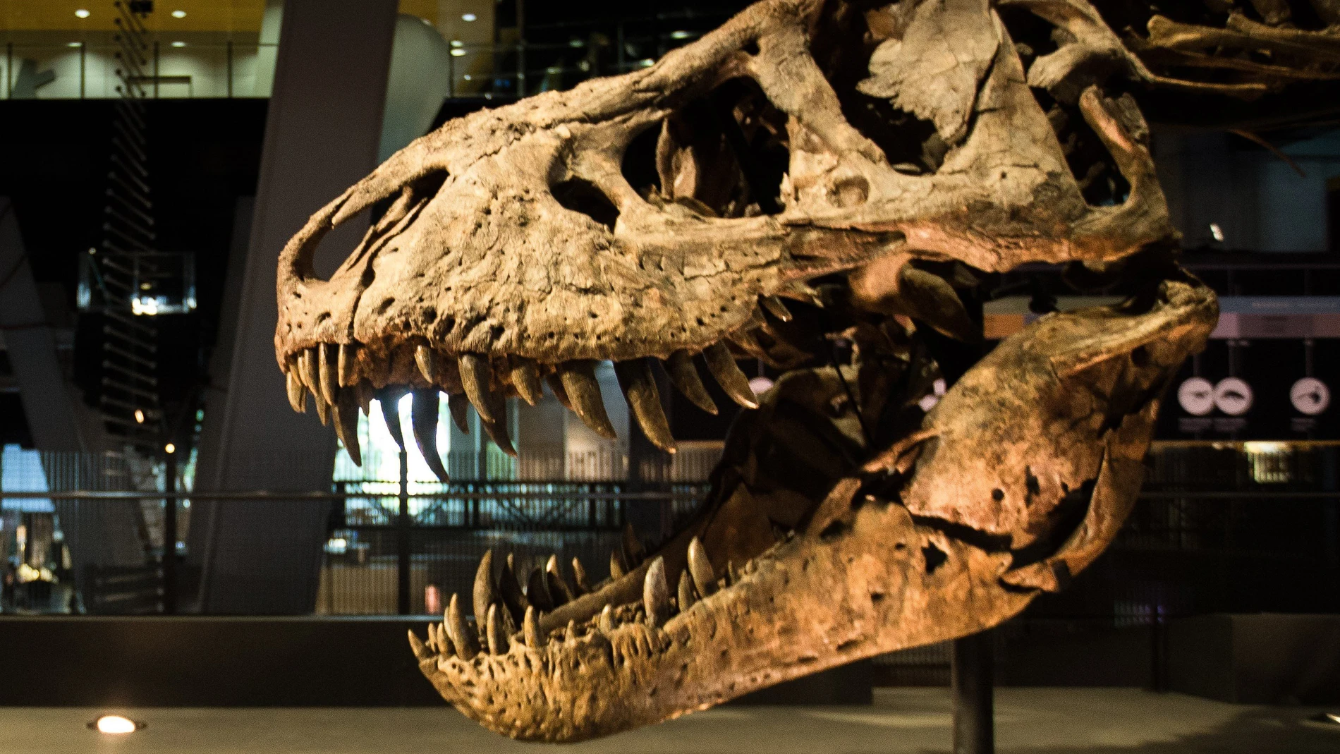 Esqueleto fosilizado de tiranosaurio más completo y bien conservado del mundo, que fue descubierto en Montana (EE.UU.) en 2013 y que pertenece al Museo de Ciencias Naturales de Leiden (Holanda).